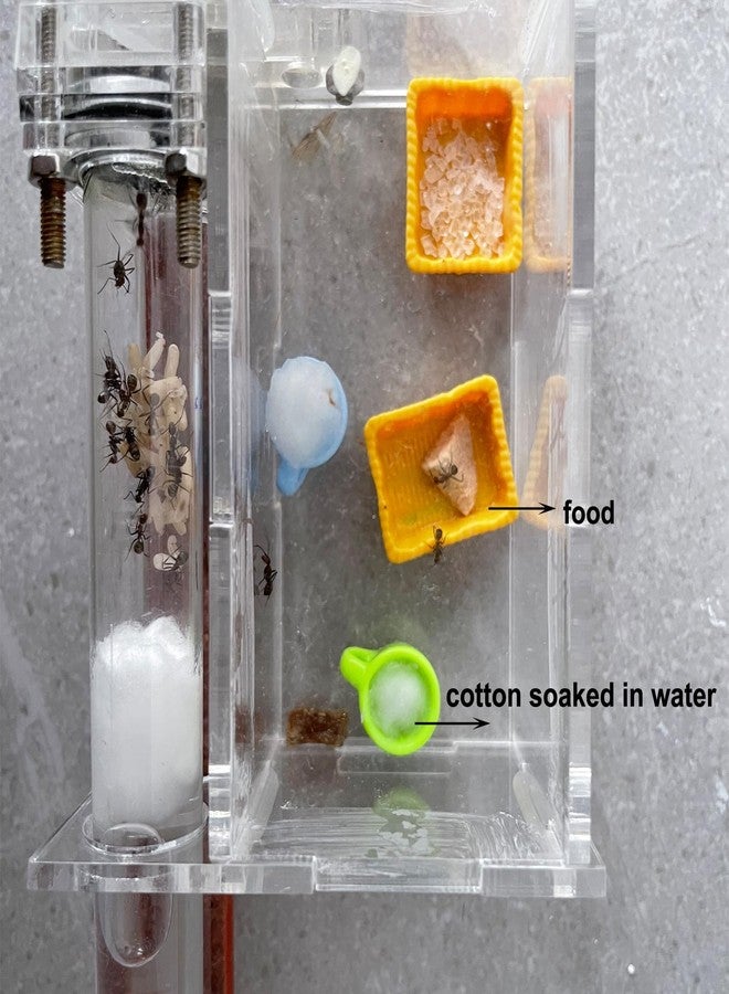 KnocKconK Spider Micro Water Bowl, 3 Pack Mini Liquid Feeder Ant Bowl, Ant Farm Water Feeder, Small Insect Water Bottle, Food Bowl Tarantula Mini Dish for Millipede Tiny Bugs Reptiles - Image 2